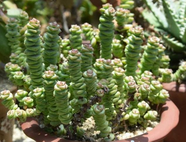 秋天怎么养钱串？4点养护小常识，助你收获满盆小铜钱