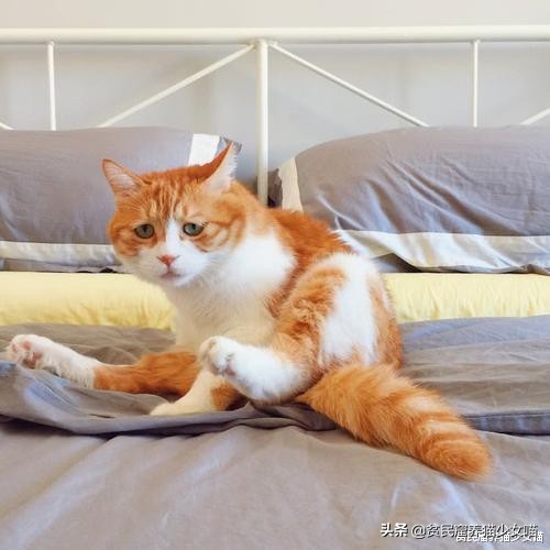 猫咪拉稀说是猫瘟,猫咪拉稀已经好了还吃处方粮吗