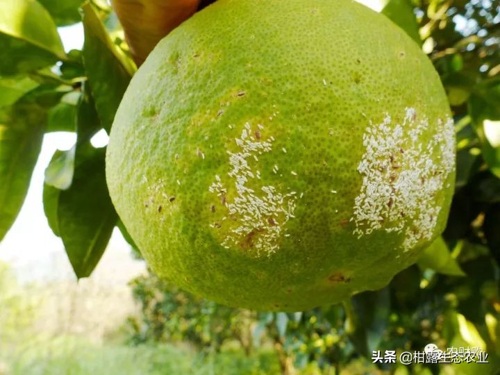 作物虫害识别大全图谱,果园物理防控虫害的方法