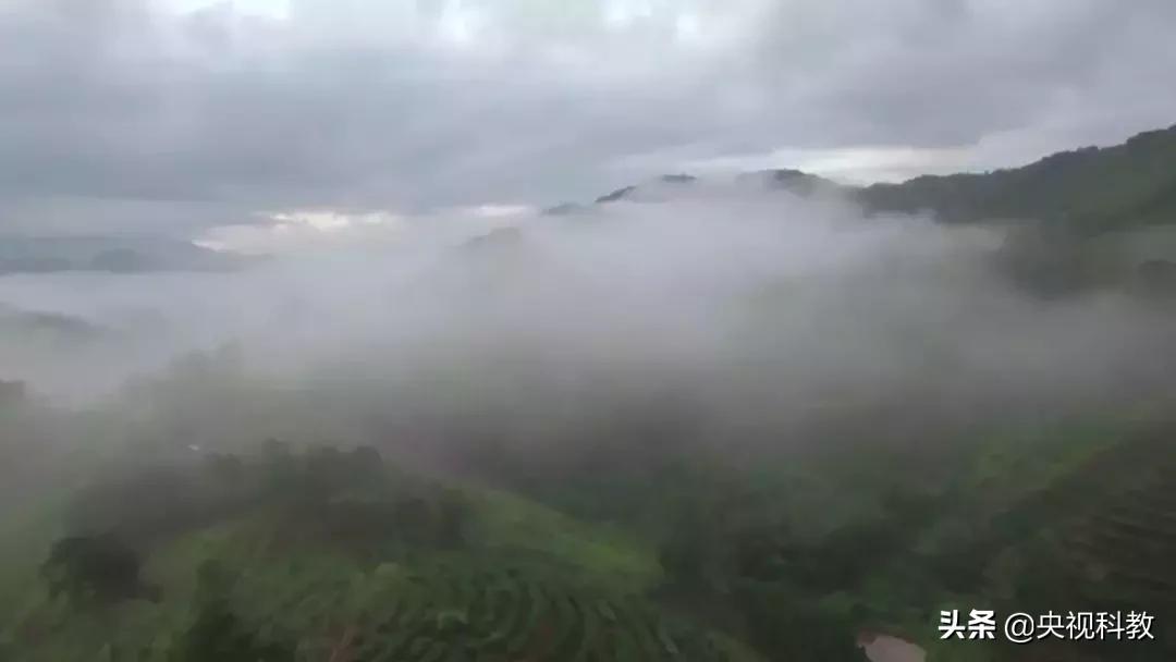 揭秘出没滇南的巨型“红龙”