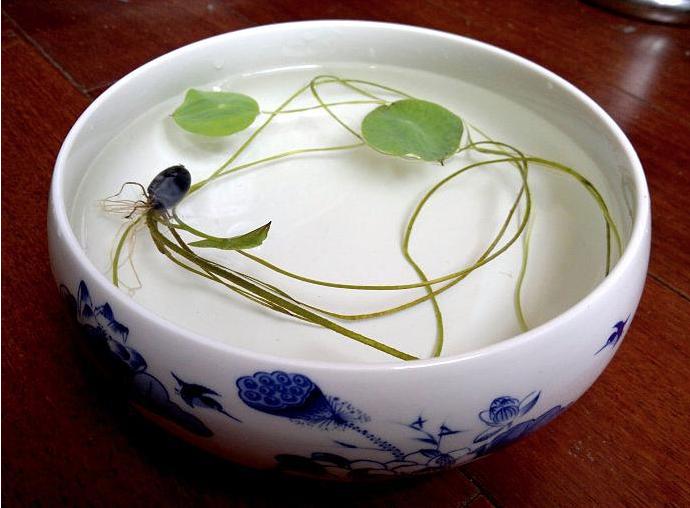 碗莲服盆多久长叶子,四月份碗莲能服盆吗新疆