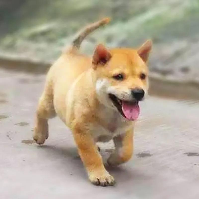 农村喜欢养的土狗,如何养土狗最便宜