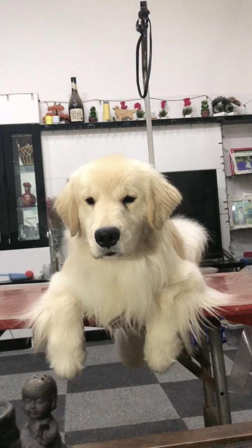 国内顶级金毛犬舍排名,金毛冠军犬舍