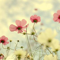 翡翠鉴别一般怎么鉴定,怎样辨别真假翡翠最有效的方法