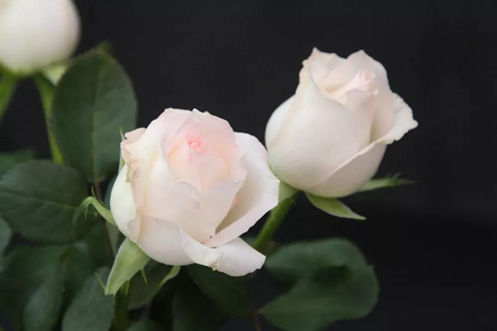 花店必备的5款玫瑰,花店最常用什么品种的玫瑰花