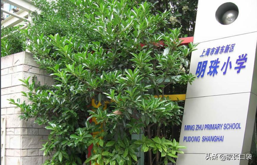 上海十大鸡血学校,上海最好的鸡血小学排名