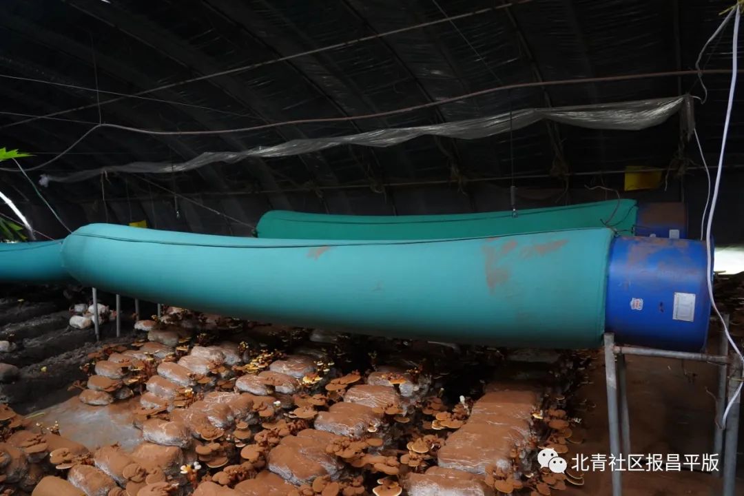 这里的灵芝“朵朵”开，不仅有颜更有料