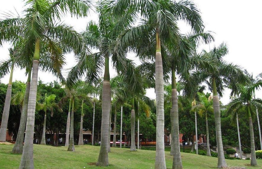 西米露椰子树,西米露跟西米是一样的吗