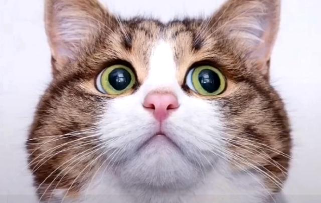 新手养猫公猫还是母猫好点,新手养猫选公的