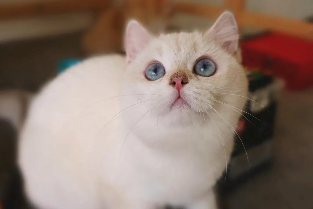 猫咪药浴的功效与危害,如何在家给猫咪洗澡