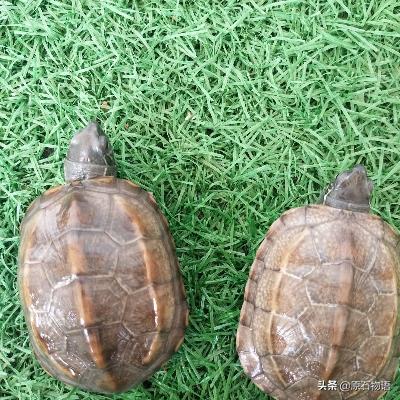 文玩要盘得好包浆请远离四大克星,盘龟壳会玉化包浆后效果视频