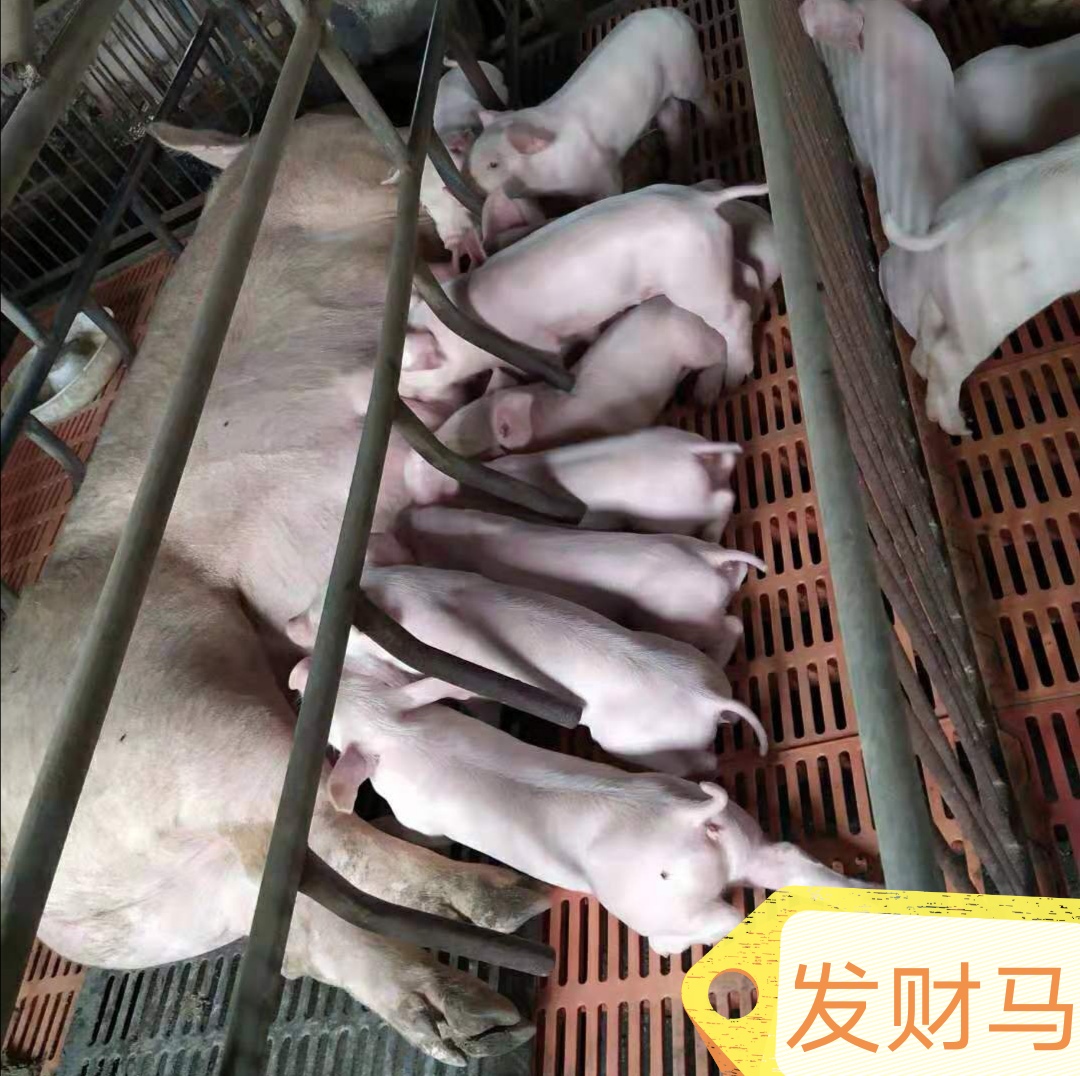 母猪妊娠期的饲养管理视频,母猪妊娠期的饲养管理