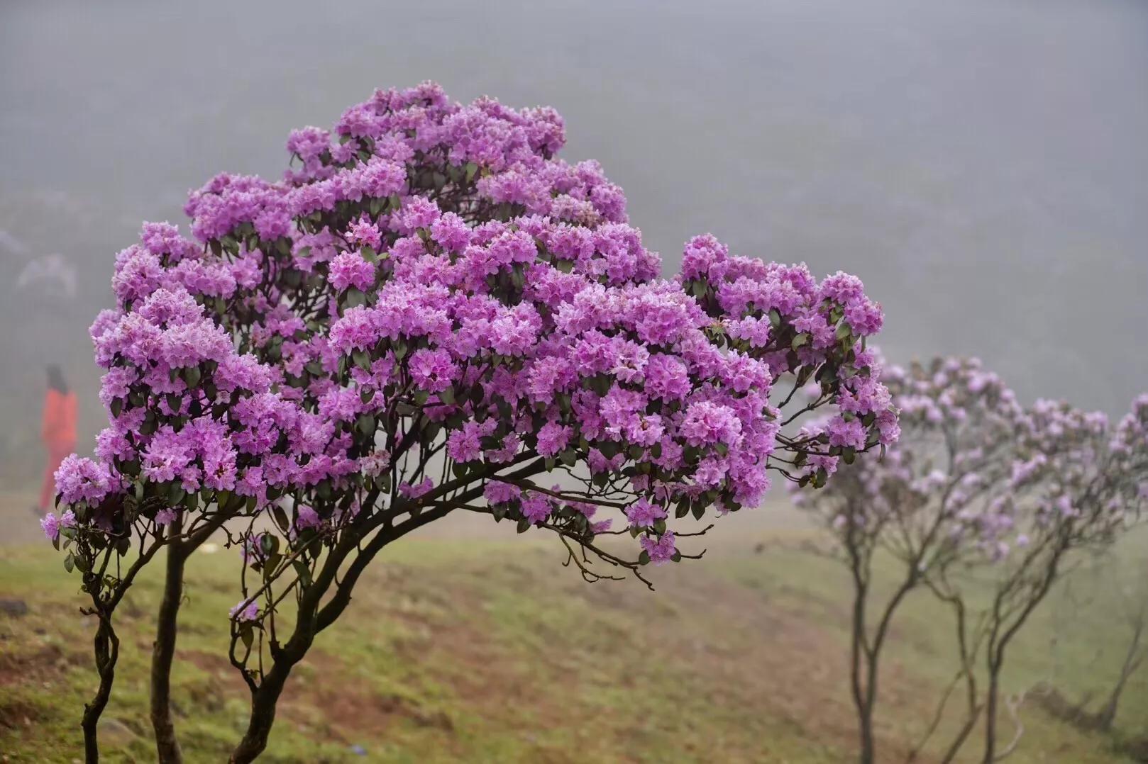 乌蒙大草原高山矮杜鹃,盘州市乌蒙大草原高山