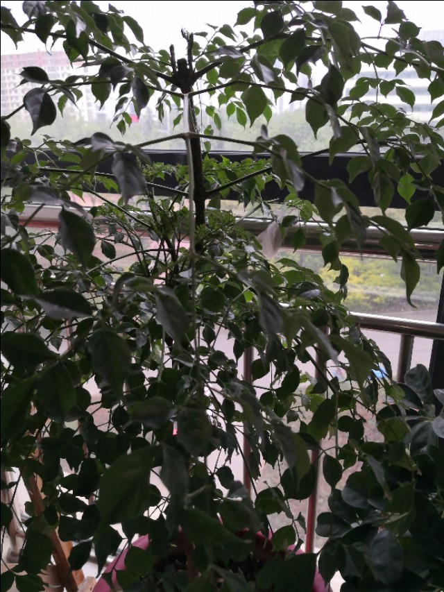 幸福树卷叶是什么原因引起的,幸福树生虫怎么解决