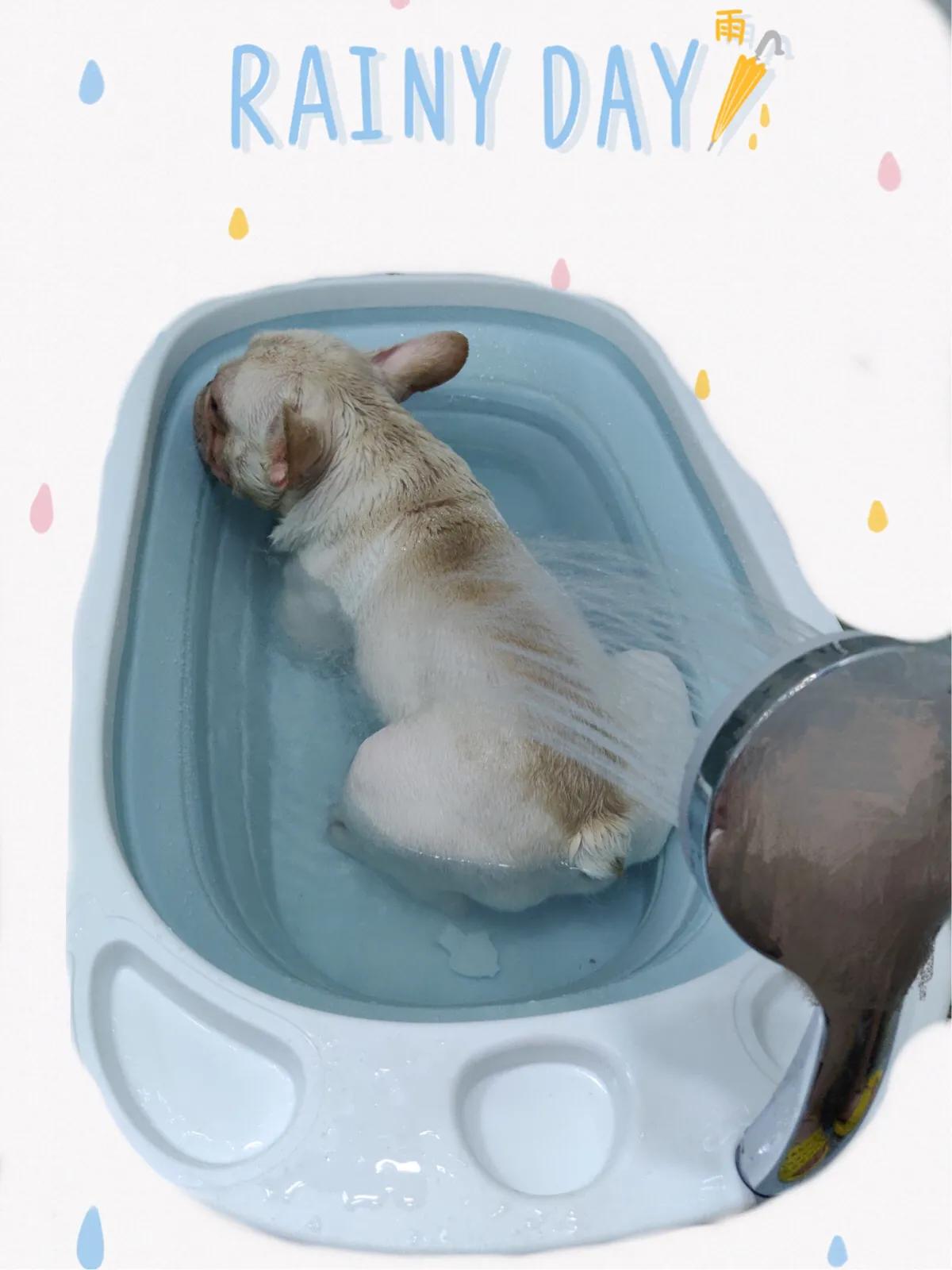 怎么去法斗泪痕,怎么去除法斗的体味