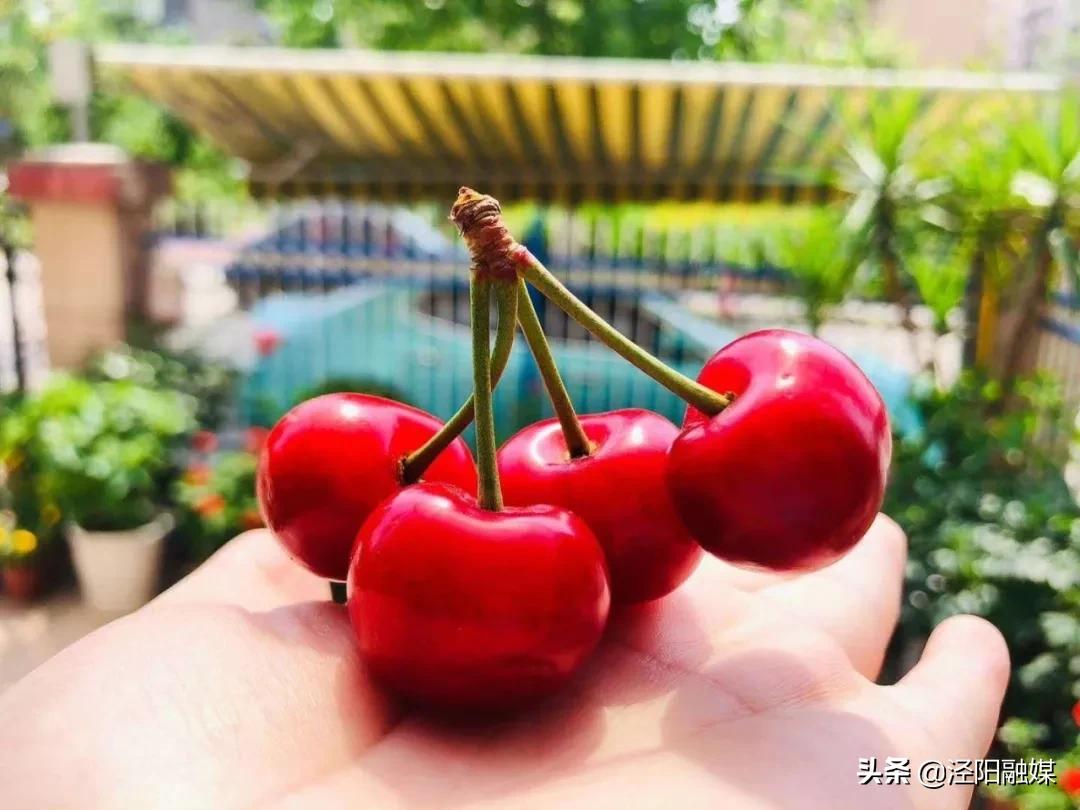 泾阳大樱桃,吃樱桃需要注意哪些事项