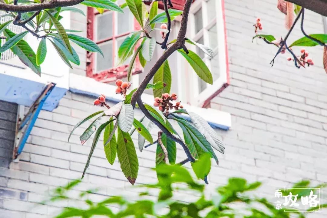 慧园里,南京城中,时光交错的角落