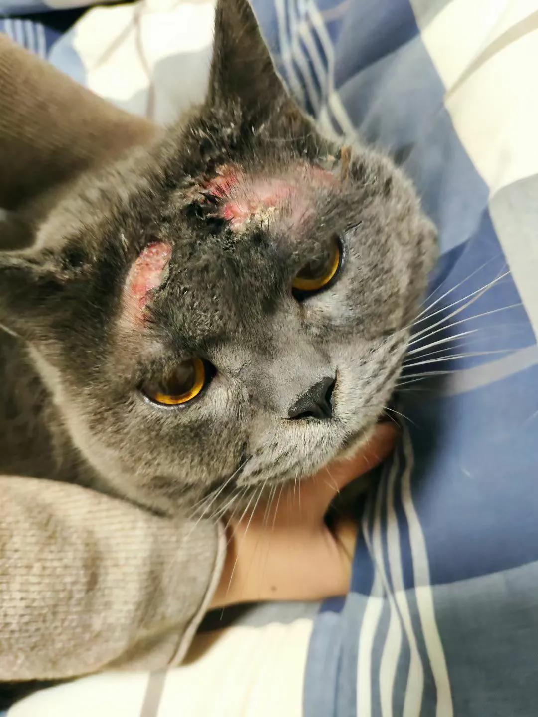 收留一年多的蓝猫好养吗,为什么蓝猫领养回来不吃不喝