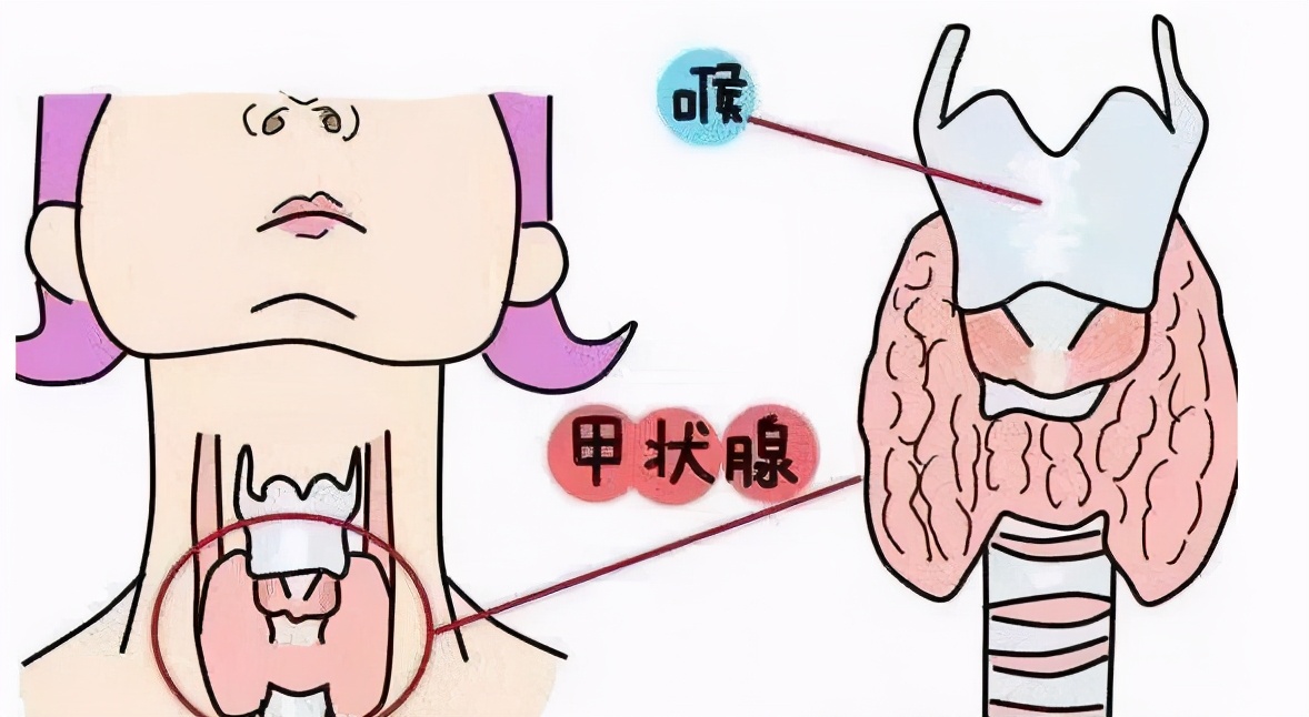 妊娠期甲状腺疾病诊治指南,妊娠期甲状腺是怎么回事