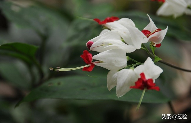 龙吐珠开花前的征兆,龙吐珠几月开花最好