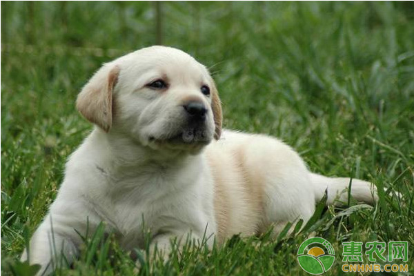 贾第鞭毛虫病能治愈吗,贾第鞭毛虫的治疗