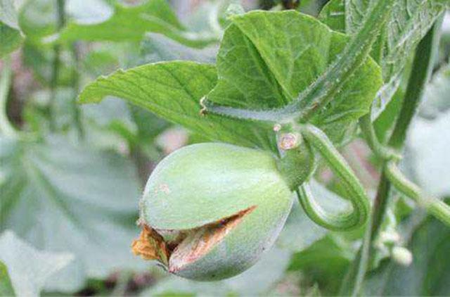 绿宝甜瓜授粉后幼瓜裂瓜怎么解决,绿宝瓜裂瓜怎么办