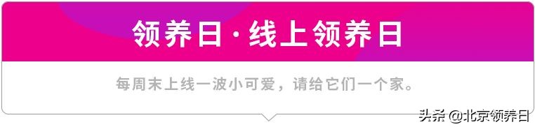 #领养代替购买#给它们一个家|线上宠物领养日,20190608加场