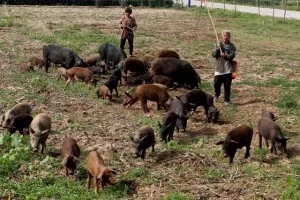 乡情散文故乡的老屋,乡情散文致敬当年的下乡知青