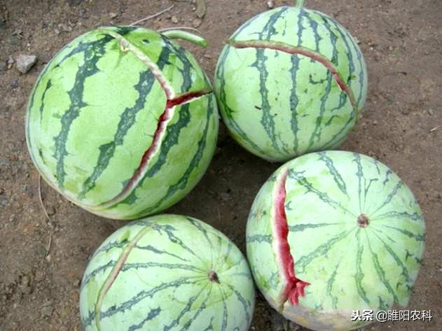 西瓜裂瓜的最佳治疗方法,西瓜裂瓜是怎么回事