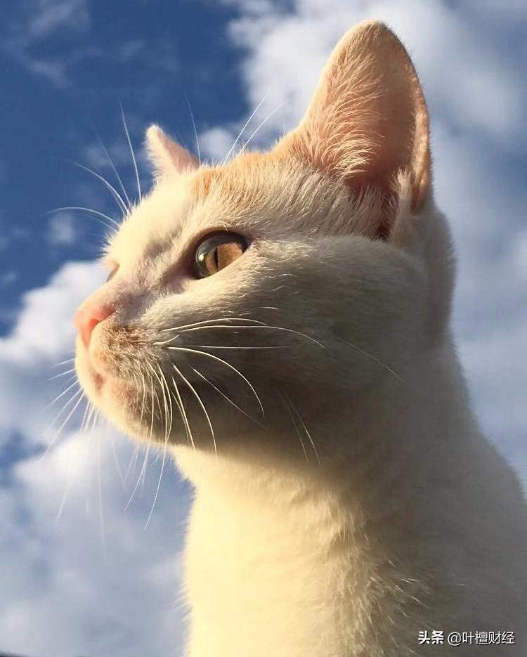 叶檀说股市降息,叶檀谈降息视频