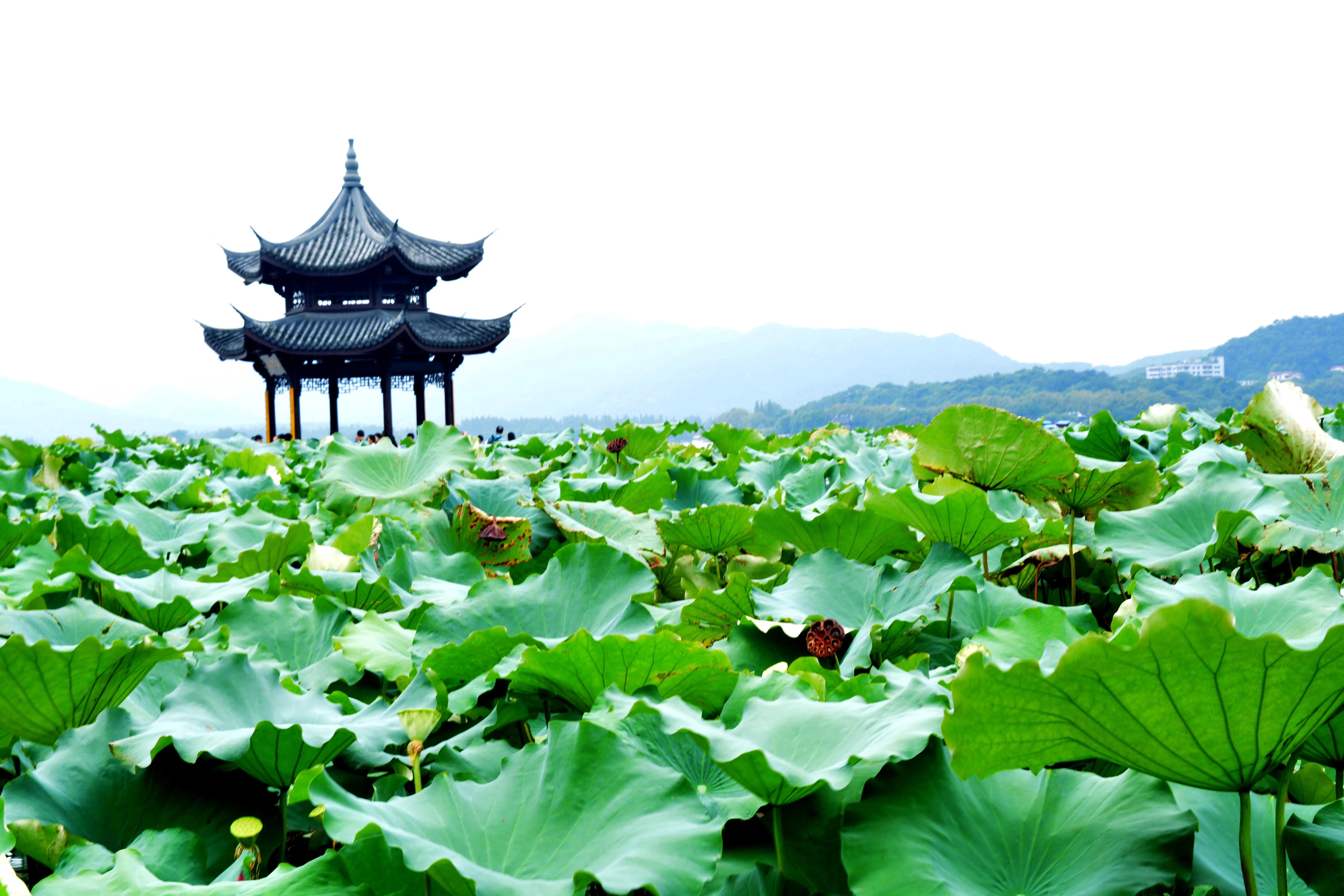 大理洱海杭州西湖哪个更美,杭州西湖为什么这么出名