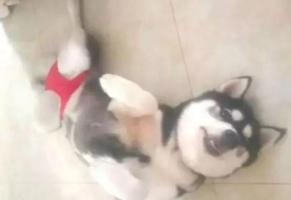 狗狗生理期突然来袭，铲屎官动手DIY，真是不给汪留一点情面