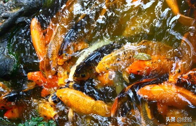 锦鲤吃什么食物通便,锦鲤吃什么食物几天喂一次