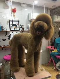 巨型贵宾犬为什么不建议养,巨型贵宾犬为什么少人饲养