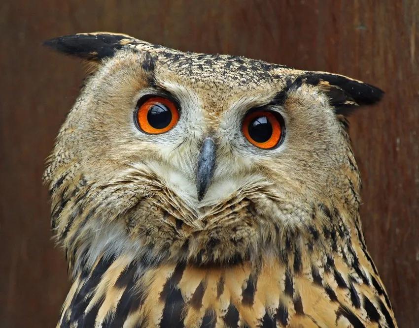 高傲的猫头鹰,优雅的猫头鹰