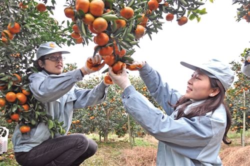 种植柑橘及销售需要哪些环节,如何把柑橘打开销路