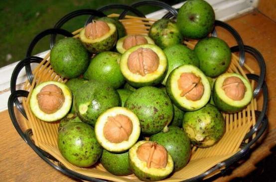 花生和核桃生长过程,核桃样子的坚果