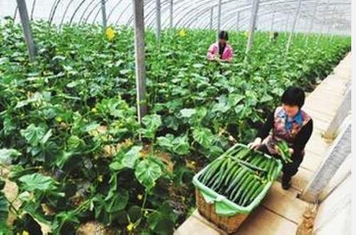 生态农业发展的十大模式,怎样发展生态农业