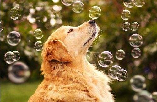 金毛犬公狗好训练还是母狗好训练,金毛犬公狗还是母狗好