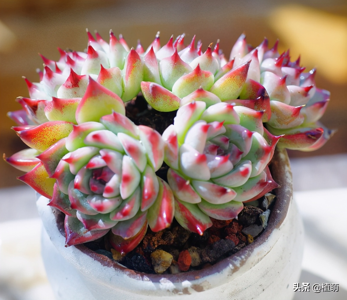 多肉吉娃娃单头多头哪个好看,多肉吉娃娃只有头没有根该怎么养