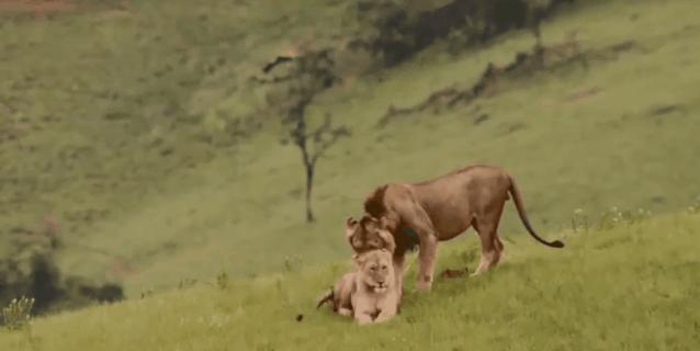 母狮一天发情40次,还追着公狮咬蛋蛋?根本不是这样啊....