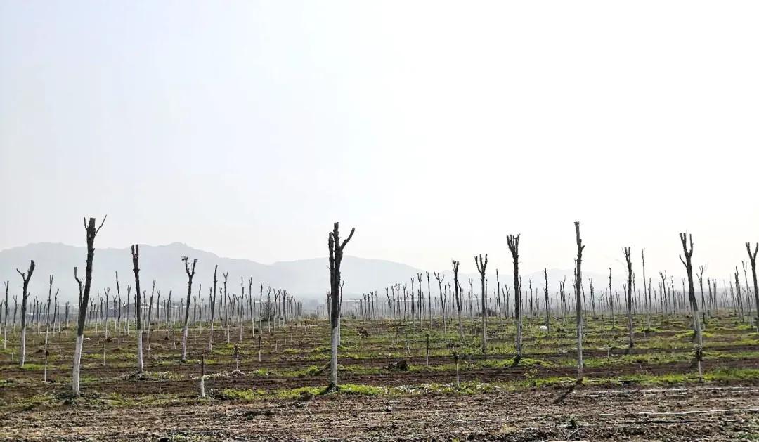 峰峰矿区哪个乡镇最好,峰峰美丽乡村都有哪些