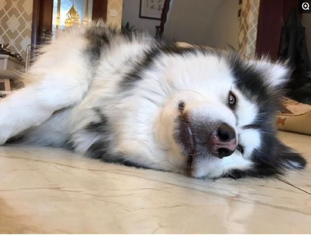 老年犬的4个征兆,老年犬会出现的症状