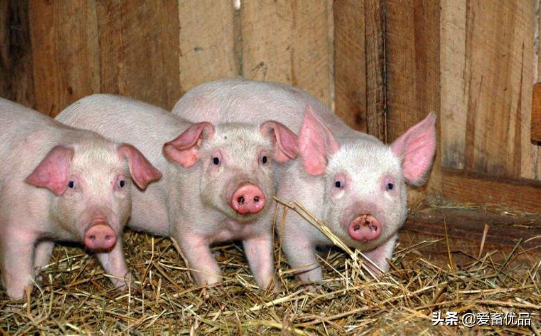 母猪身上脱皮是怎么回事,怀孕母猪身上起皮有裂纹怎样治