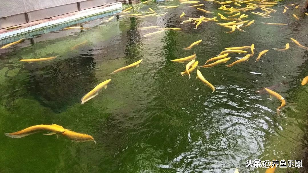 这位土豪家的渔场,光滤材就花了500多万,你确定不要见识一下?