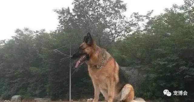 盘点狗狗被吓了一大跳,盘点被吓坏的狗狗