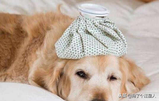 狗狗感冒了用哪几种药治疗好,狗狗感冒咳嗽止咳最快的一招秘方