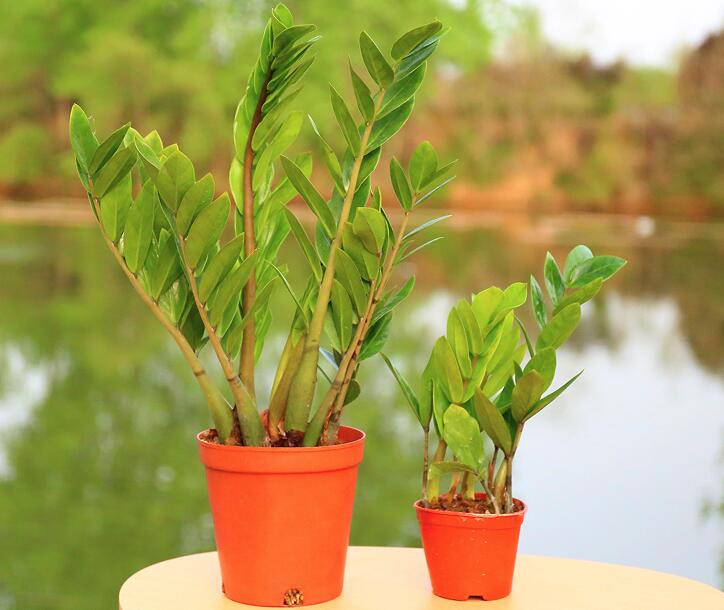 招财进宝马上来财正确摆放位置,招财和守财如何摆放