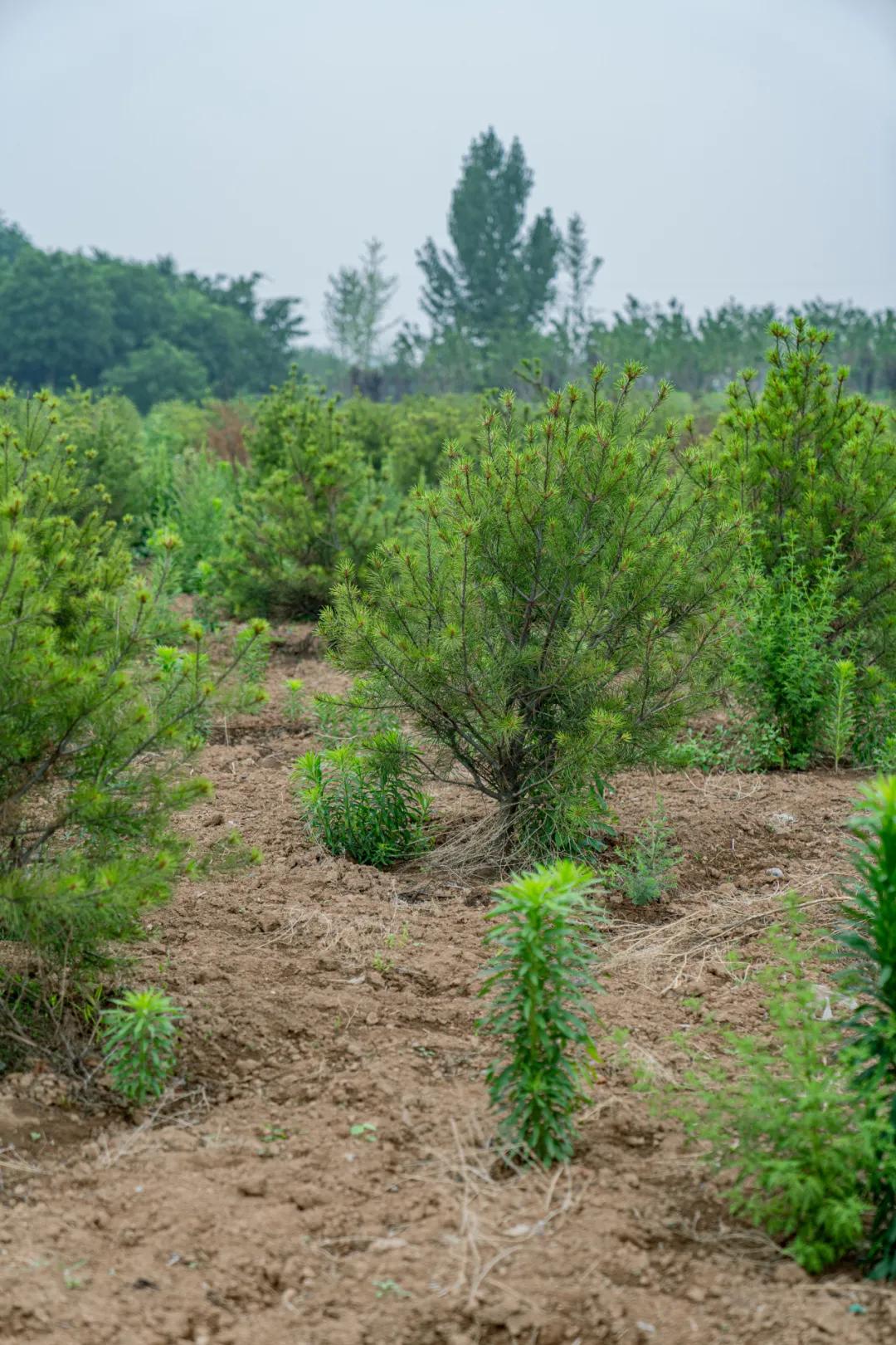 西安花海小森林,西安周边适合郊游野餐的地方