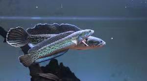 用饲料鱼投喂大型观赏鱼就是残忍吗，那我们给它们吃啥，蛋炒饭？